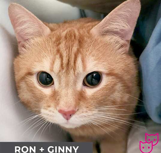 Photo of Ron (bonded with Ginny)