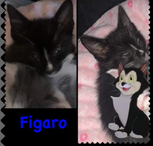 Photo of Figaro (Jack)