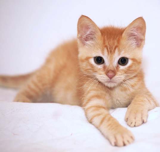 Photo of Butterscotch