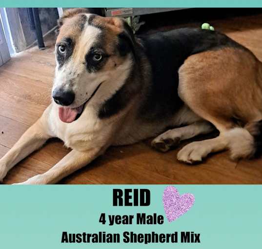 Photo of REID – 4 YR AUTRALIAN SHEPHERD