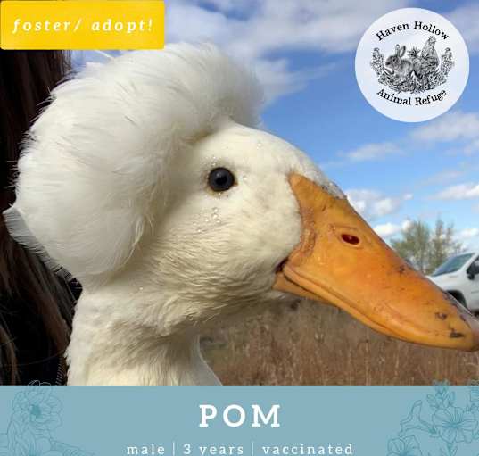 Photo of Pom