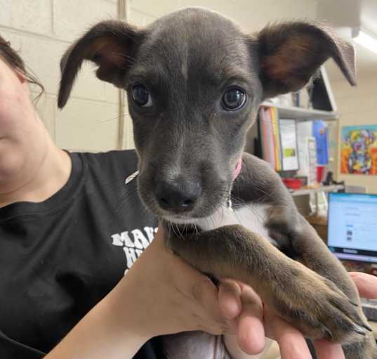 Photo of Lady (pink collar)