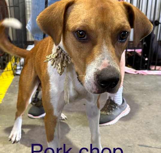 Photo of Porkchop