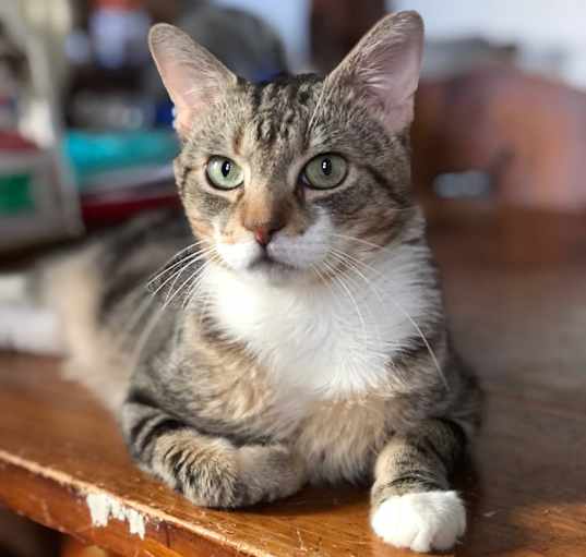 Photo of Mr. Cat (aka MC) - I'm in foster care!