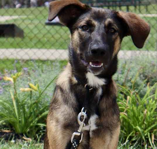 Photo of LuLu - Paws Behind Bars Trained