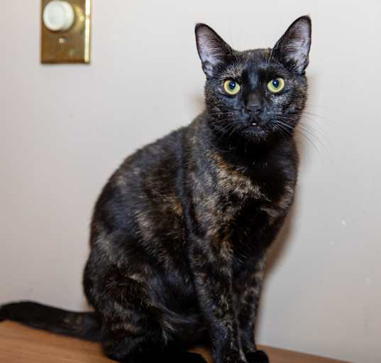 Photo of Sassy