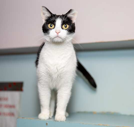 Photo of Cookie