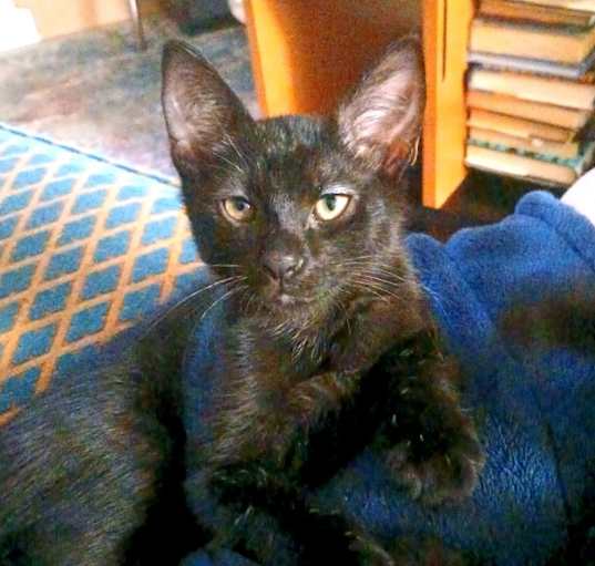 Photo of Patch