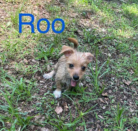 Photo of Roo