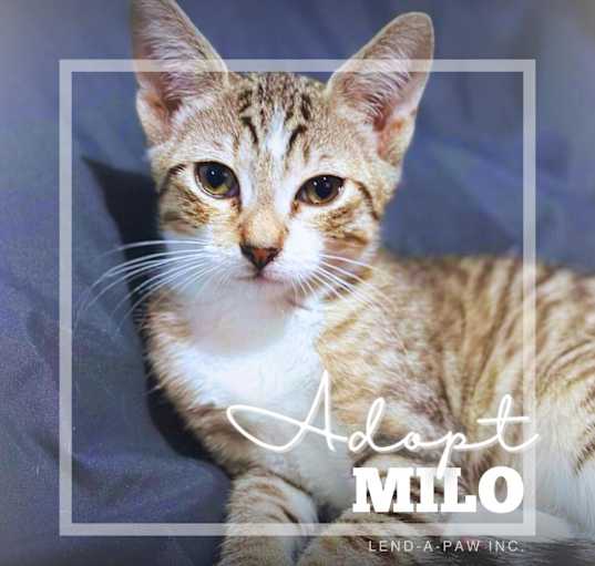 Photo of Milo