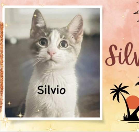 Photo of Silvio