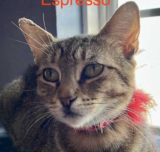 Photo of Espresso