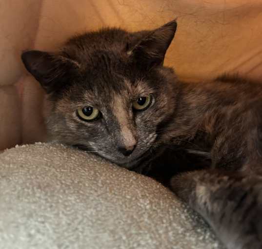 Photo of Jane ~Petsense~