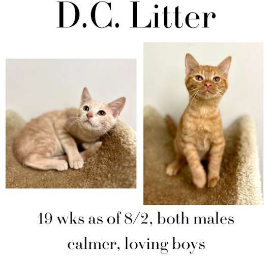 Photo of DC Litter