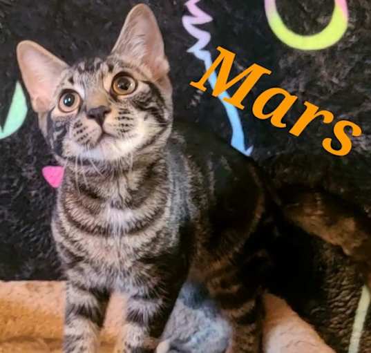 Photo of Mars