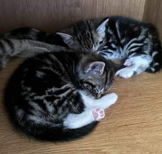 Photo of Bengal -mix kittens