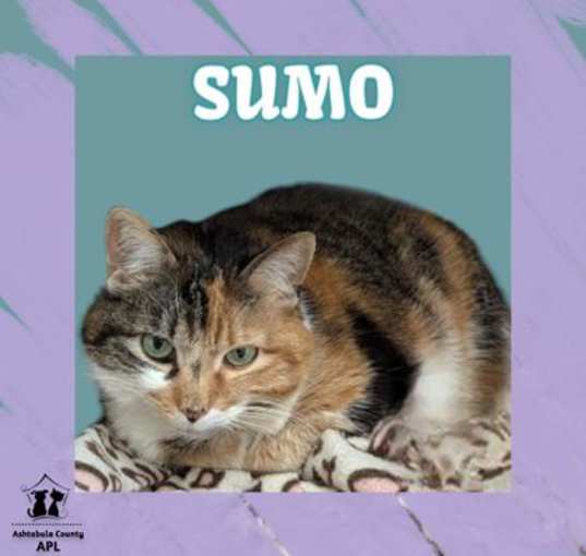 Photo of Sumo