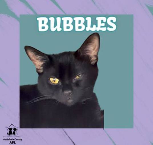 Photo of Bubbles