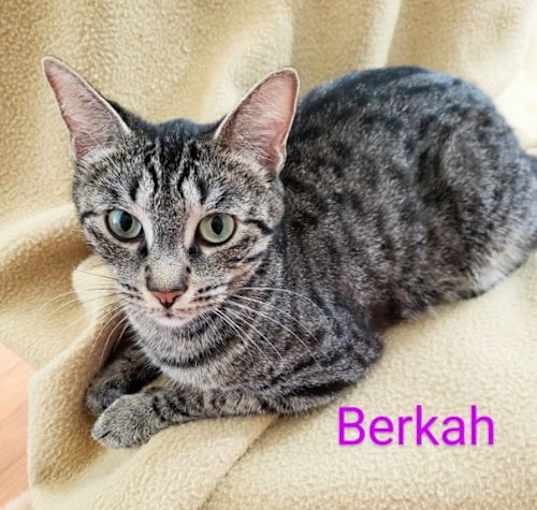 Photo of Berkah