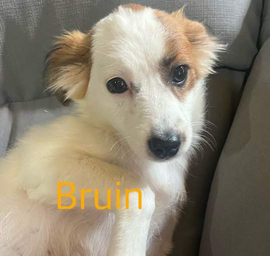 Photo of Bruin