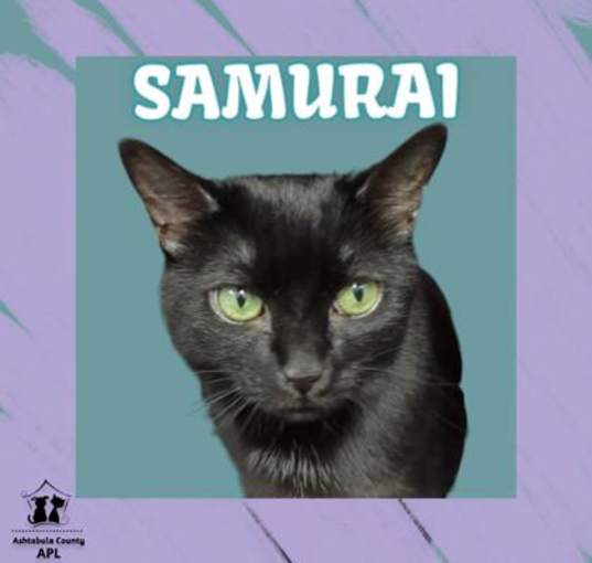 Photo of Samurai