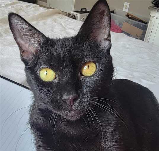 Photo of Midnight