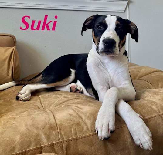 Photo of SUKI