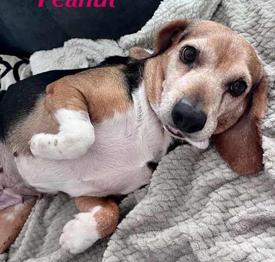 Photo of PEANUT