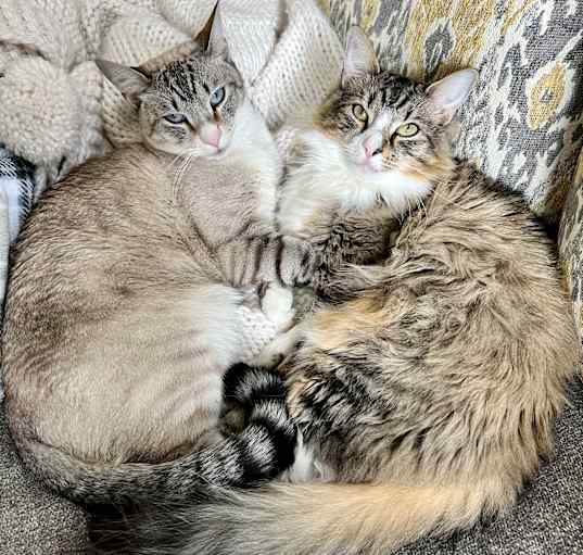 Photo of Banjo & Quinn