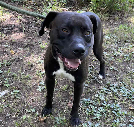 Photo of Cooper