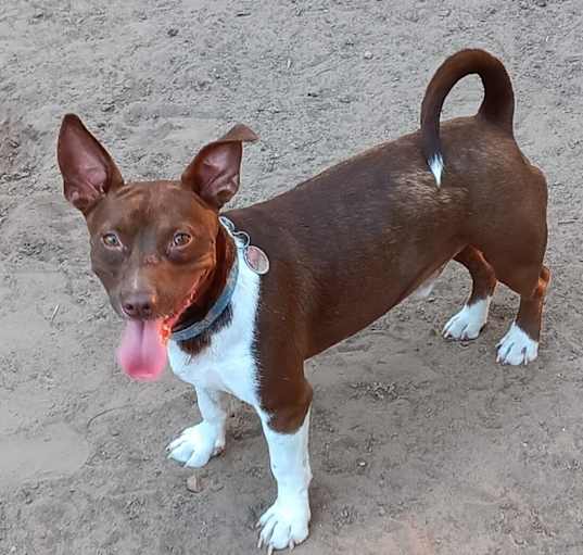 Photo of Buddy from TEXAS