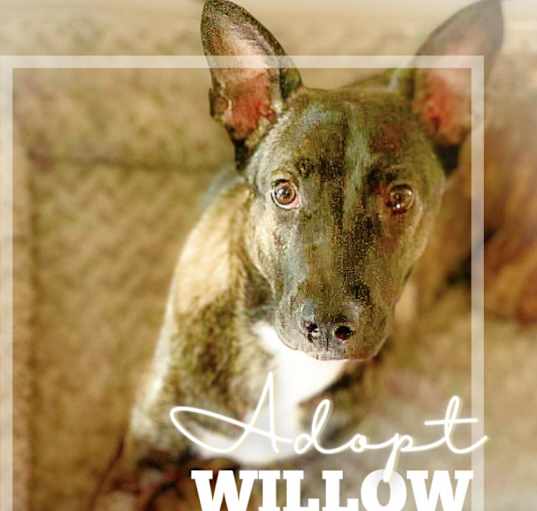 Photo of Willow