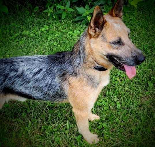 Photo of Festus