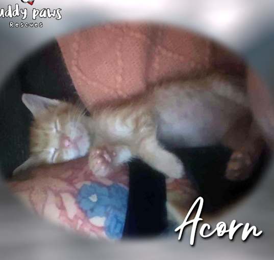 Photo of Garden Variety Litter:  Acorn