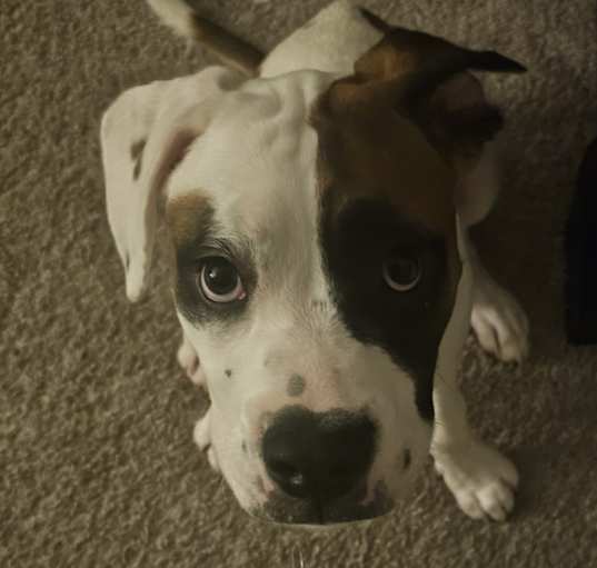 Photo of Maximus