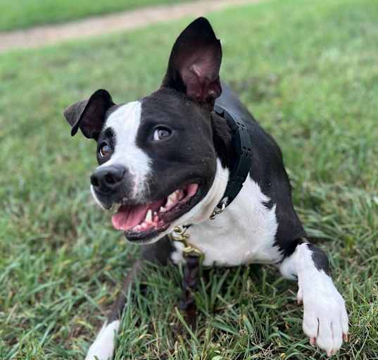 Photo of Bodhi
