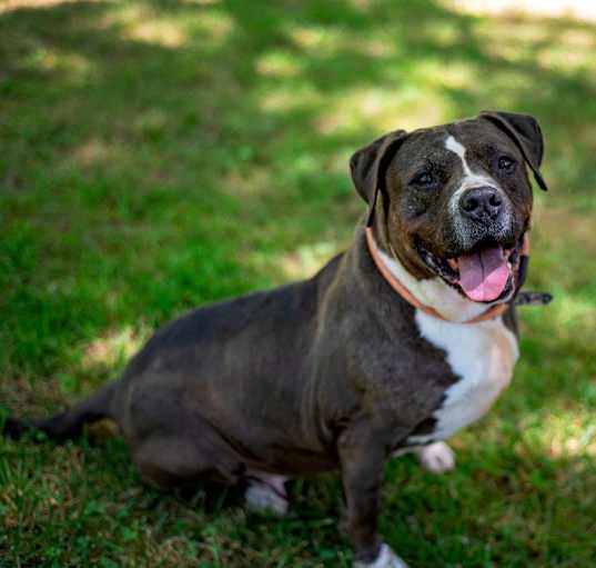 Photo of Willow