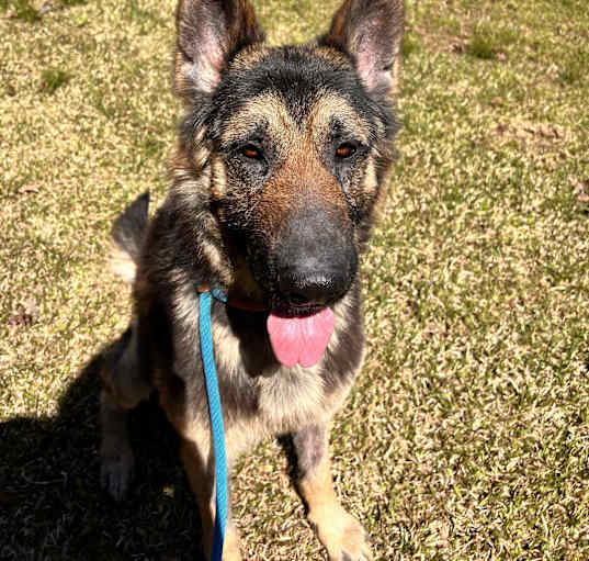 Photo of Yoda