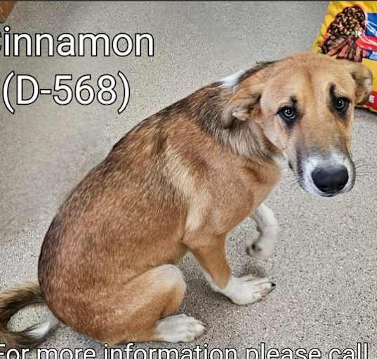 Photo of Cinnamon