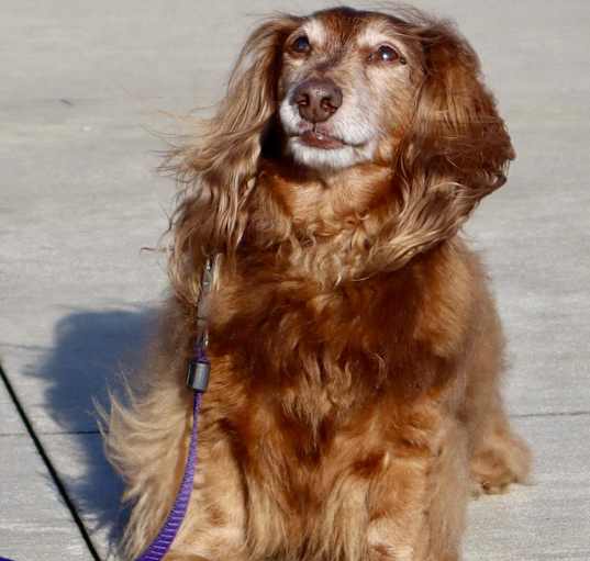 Photo of BISCUIT- PAWS BEHIND BARS TRAINED