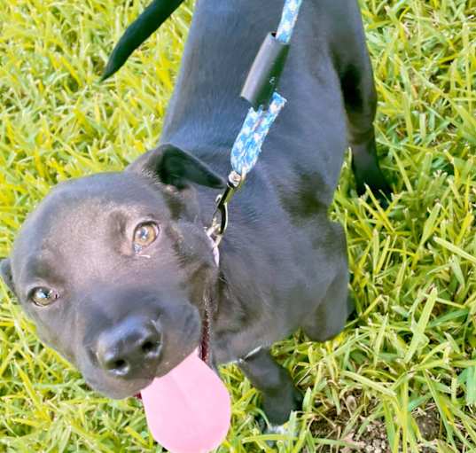 Photo of Bo