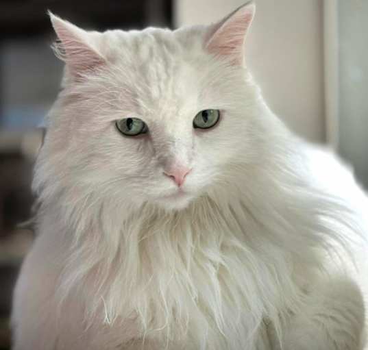 Photo of Snowball