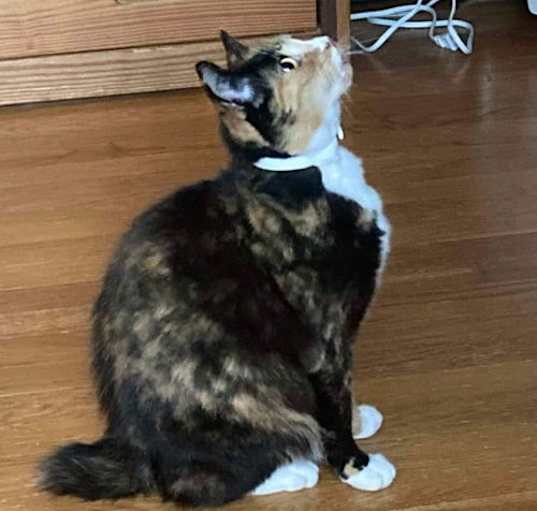 Photo of Mama calico