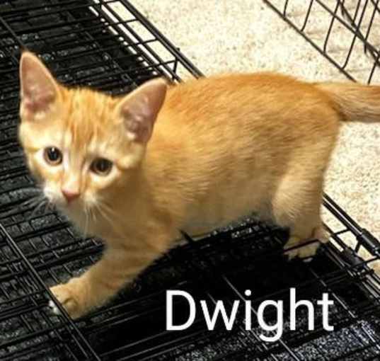 Photo of Dwight