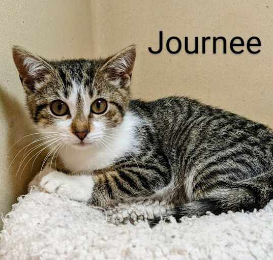 Photo of Journee