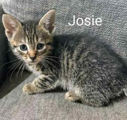 Photo of Josie