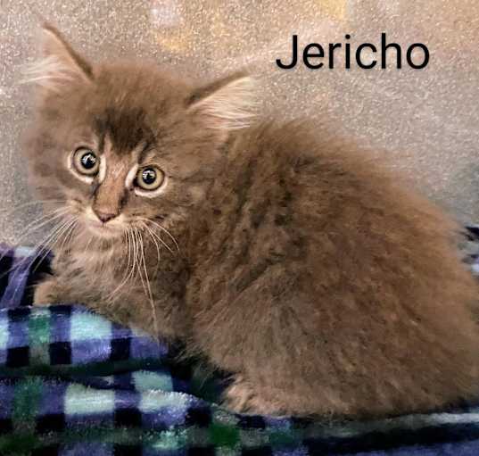 Photo of Jericho