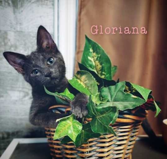 Photo of Gloriana