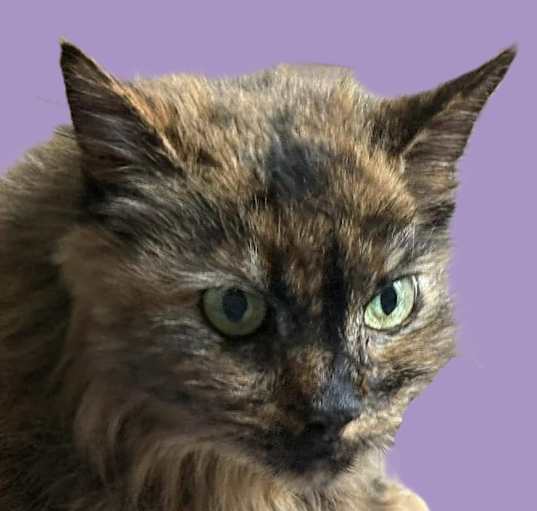 Photo of Stray Oncé