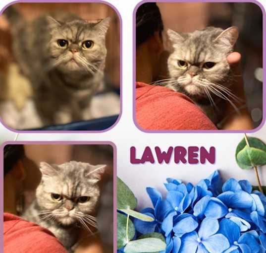 Photo of Lawren - a sweet, gentle girl